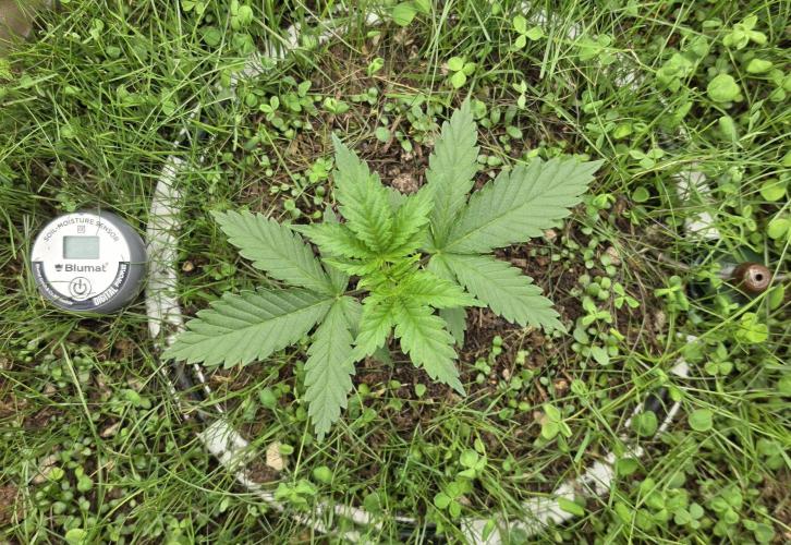 Gorilla Runtz - Living Soil. Week 1
