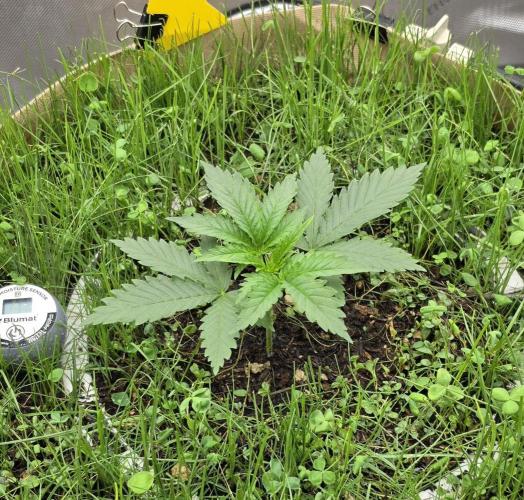 Gorilla Runtz - Living Soil. Week 1