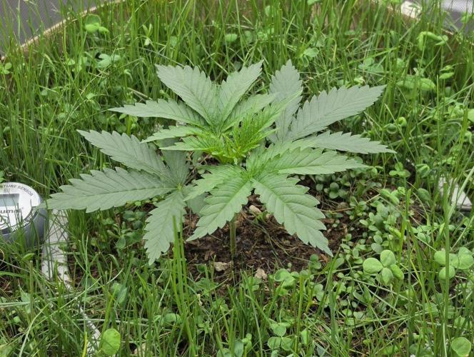 Gorilla Runtz - Living Soil. Week 2
