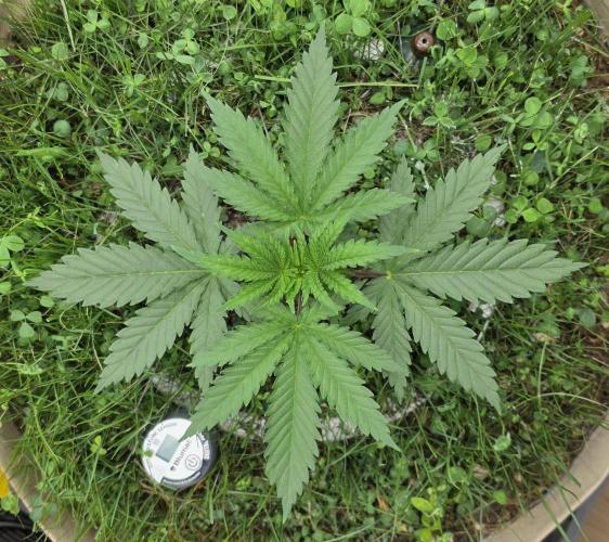 Gorilla Runtz - Living Soil. Week 2