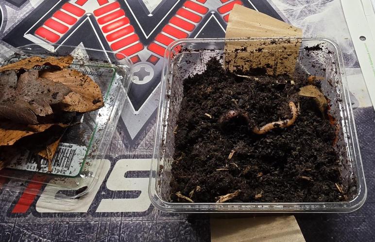 Gorilla Runtz - Living Soil. Week 2