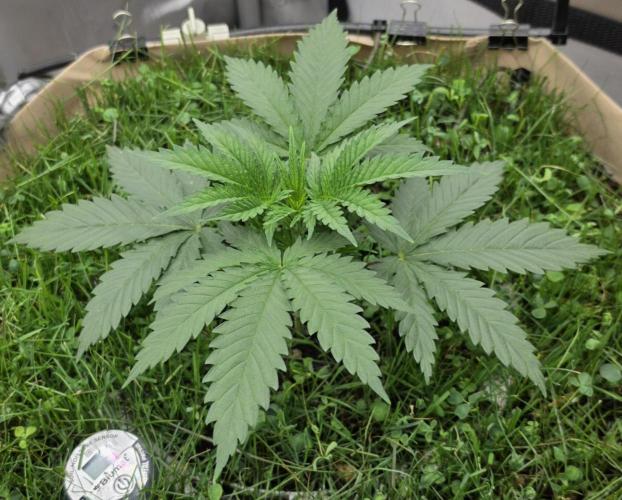 Gorilla Runtz - Living Soil. Week 2