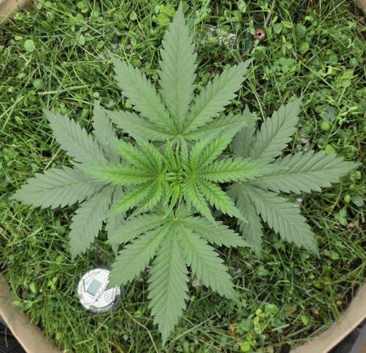 Gorilla Runtz - Living Soil. Week 2