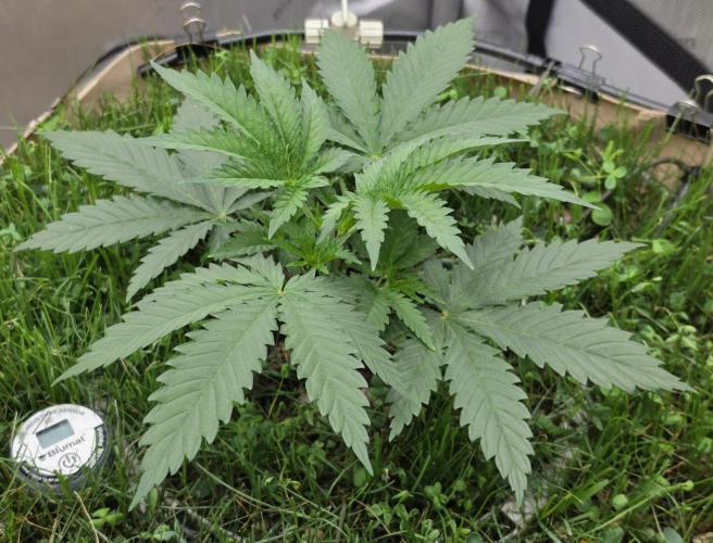 Gorilla Runtz - Living Soil. Week 2