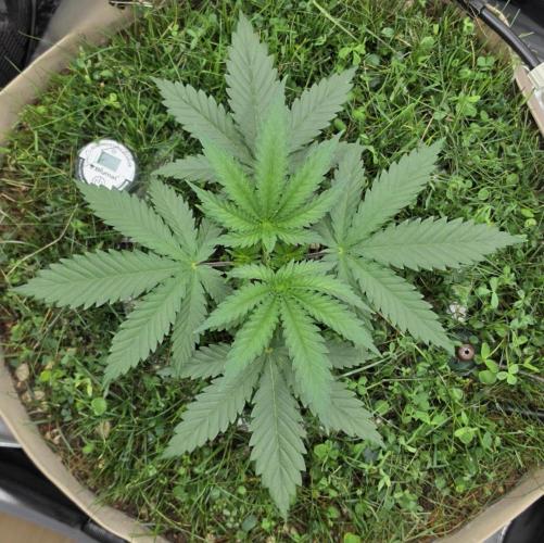 Gorilla Runtz - Living Soil. Week 2