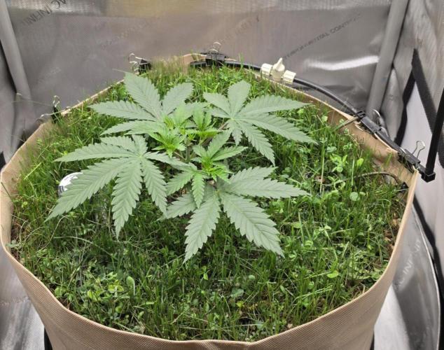 Gorilla Runtz - Living Soil. Week 3