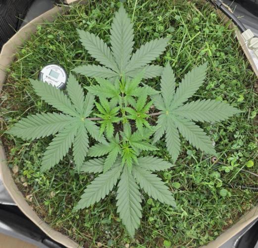 Gorilla Runtz - Living Soil. Week 3