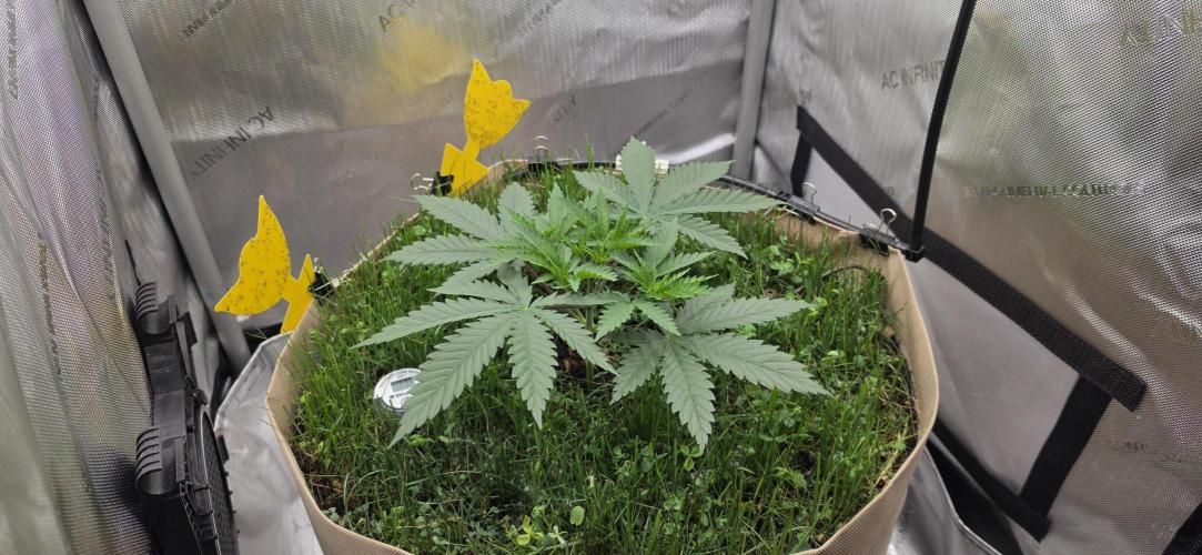 Gorilla Runtz - Living Soil. Week 3