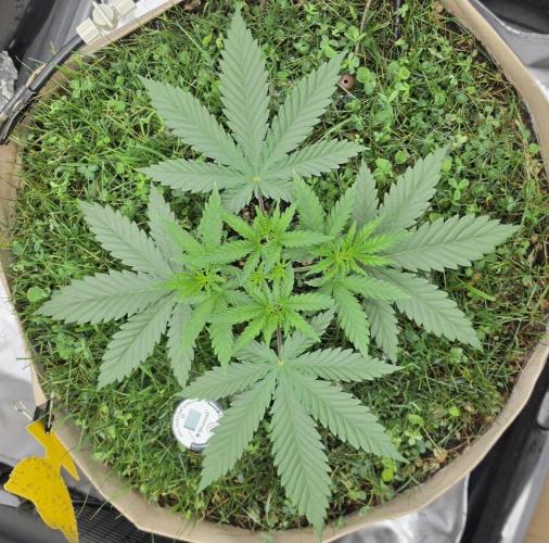 Gorilla Runtz - Living Soil. Week 3