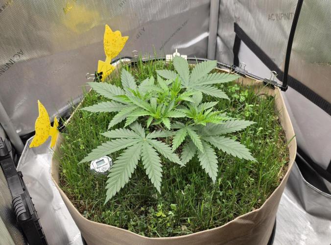 Gorilla Runtz - Living Soil. Week 3