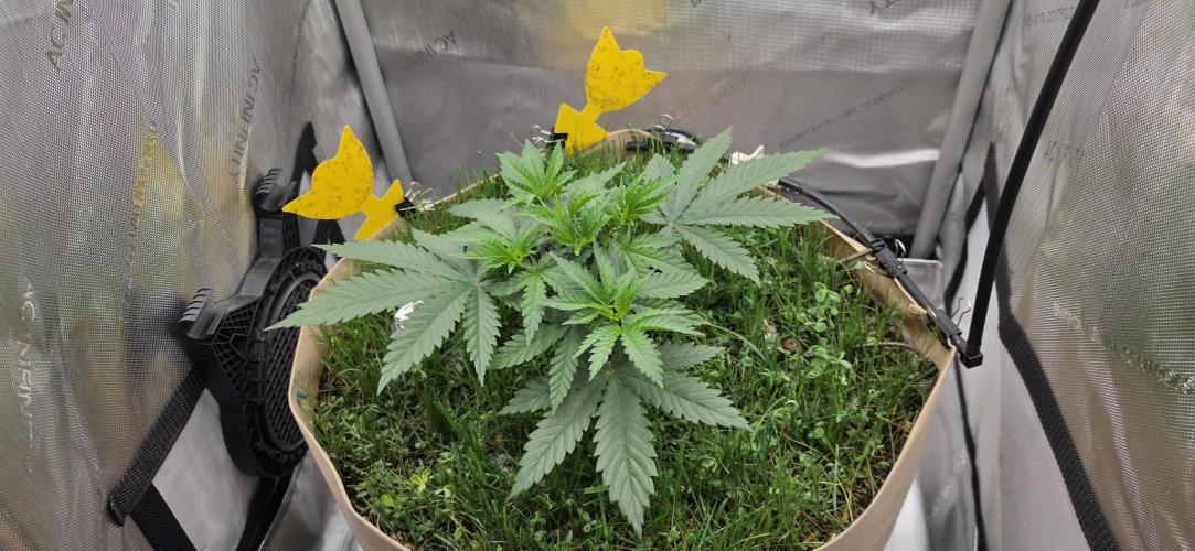 Gorilla Runtz - Living Soil. Week 3