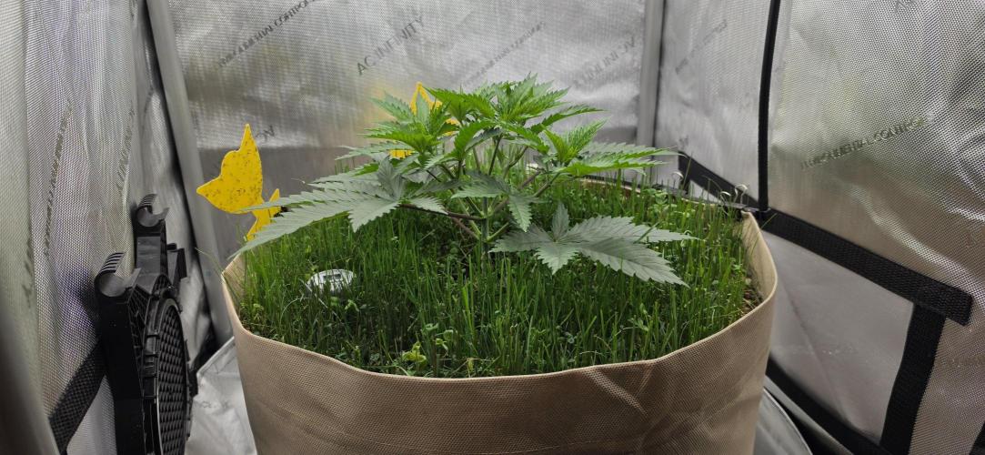 Gorilla Runtz - Living Soil. Week 3