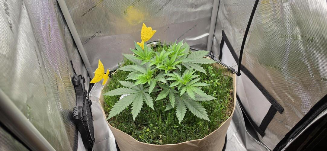 Gorilla Runtz - Living Soil. Week 3