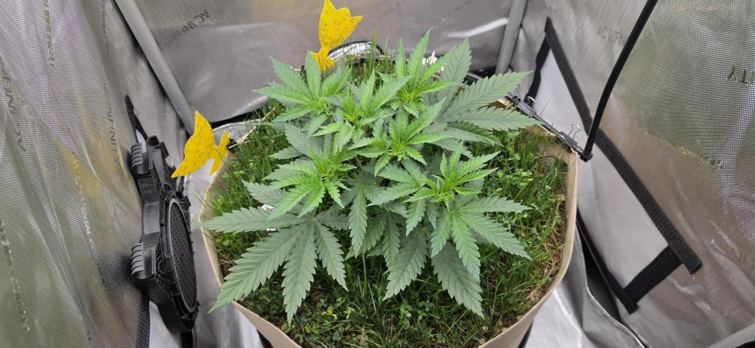 Gorilla Runtz - Living Soil. Week 3