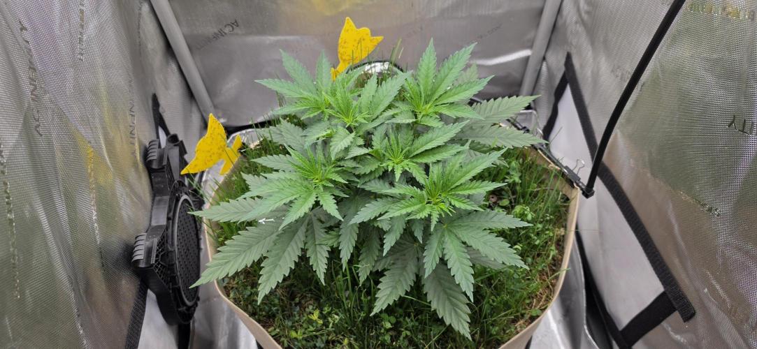 Gorilla Runtz - Living Soil. Week 3