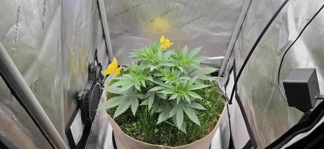 Gorilla Runtz - Living Soil. Week 4