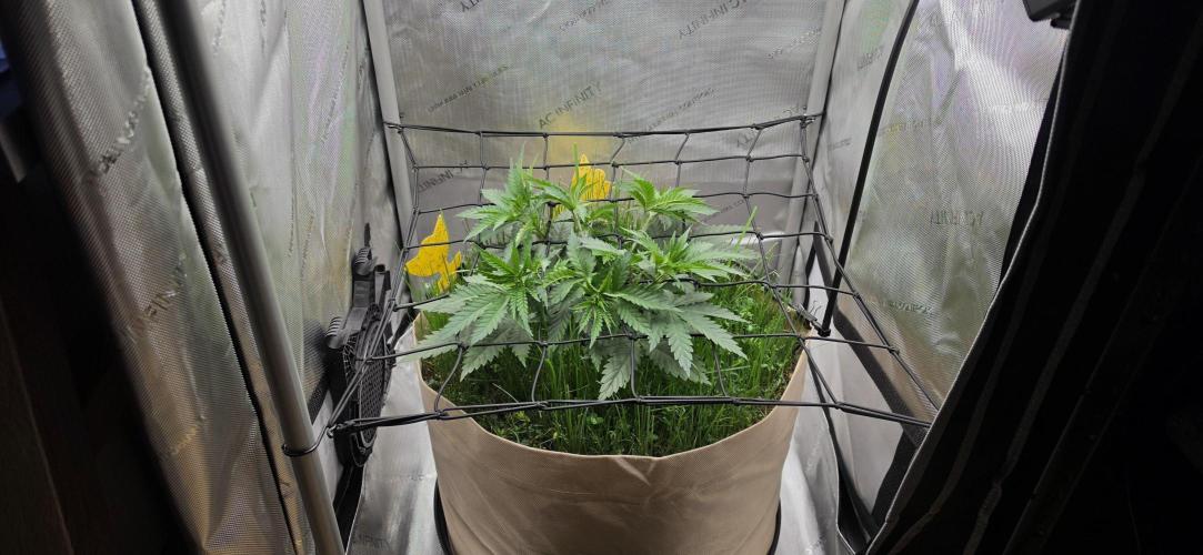 Gorilla Runtz - Living Soil. Week 4