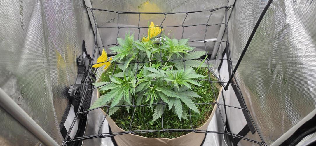 Gorilla Runtz - Living Soil. Week 4