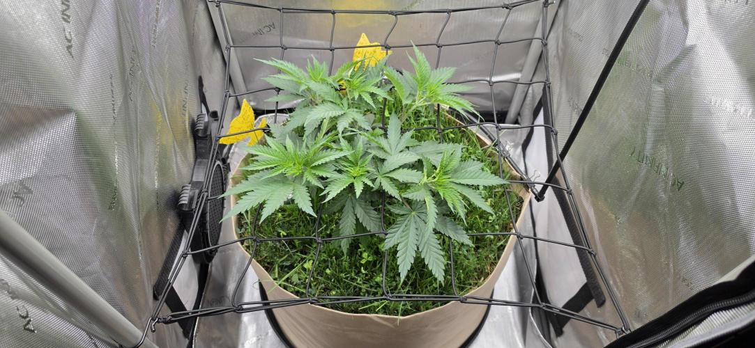 Gorilla Runtz - Living Soil. Week 4