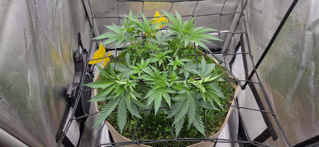 Gorilla Runtz - Living Soil. Week 4