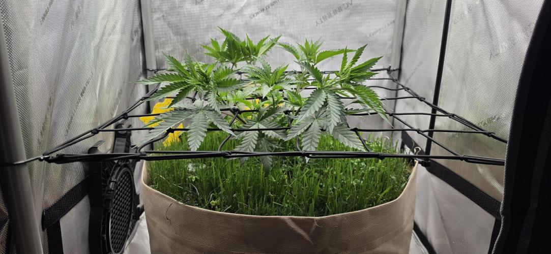 Gorilla Runtz - Living Soil. Week 4