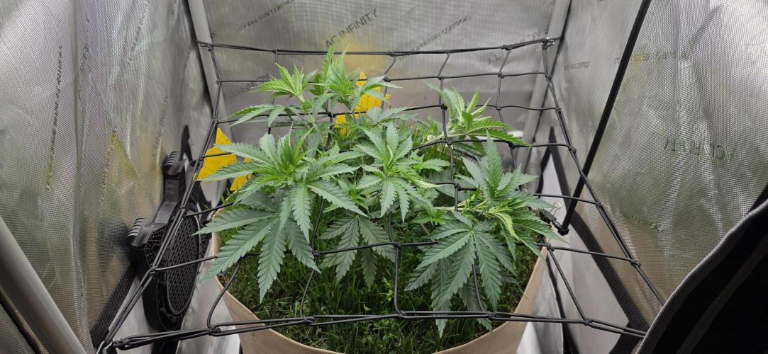 Gorilla Runtz - Living Soil. Week 4