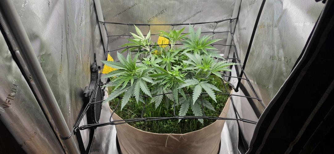 Gorilla Runtz - Living Soil. Week 4