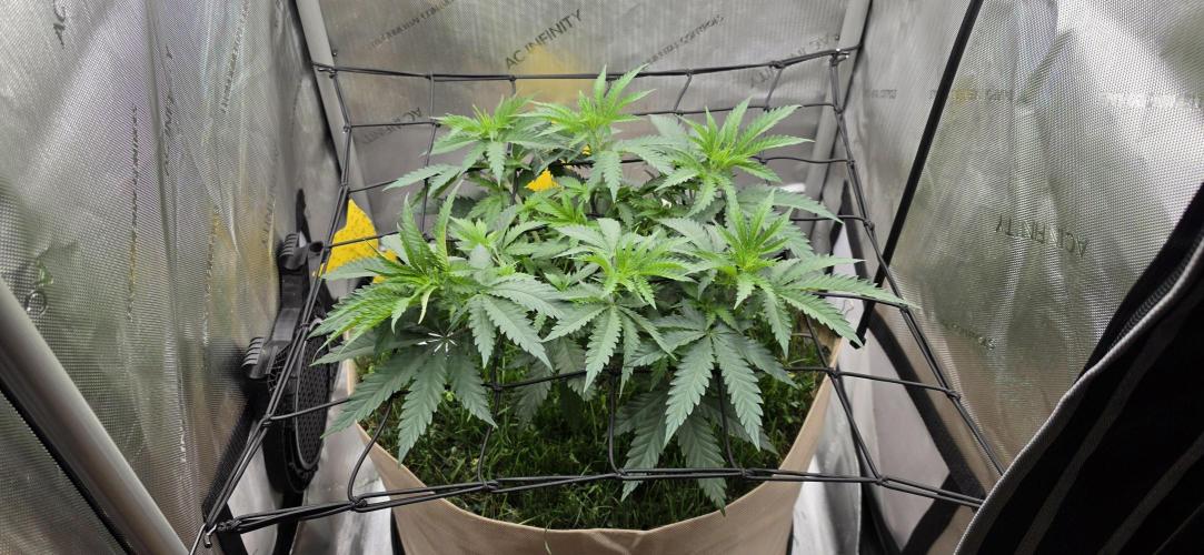 Gorilla Runtz - Living Soil. Week 4