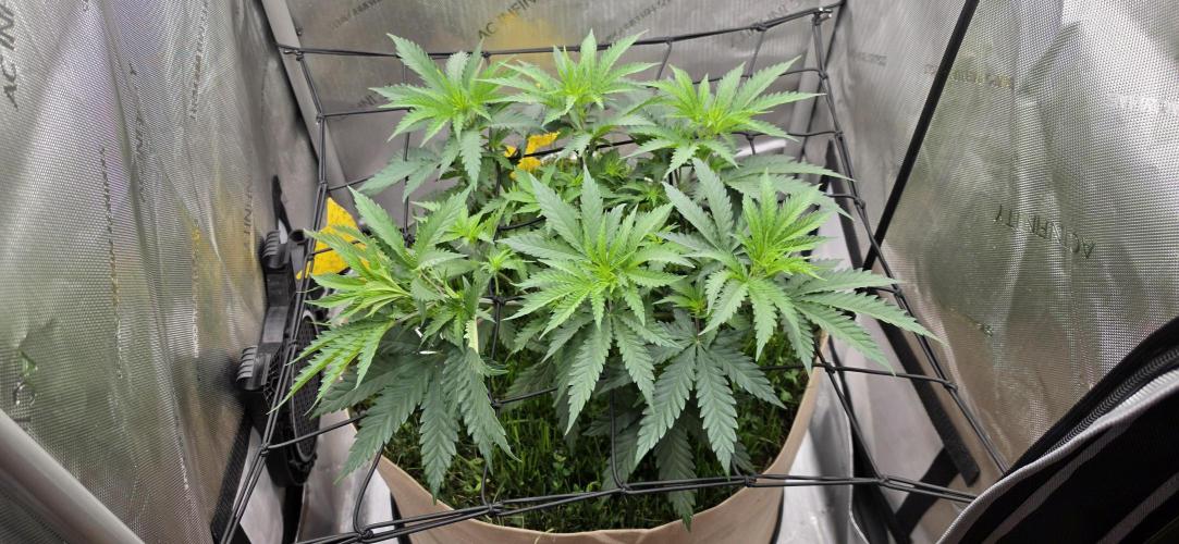 Gorilla Runtz - Living Soil. Week 4