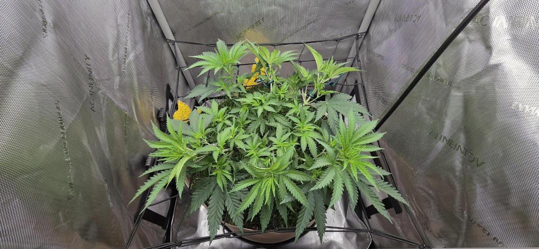 Gorilla Runtz - Living Soil. Week 5