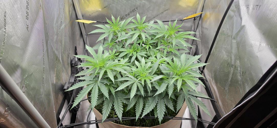 Gorilla Runtz - Living Soil. Week 5