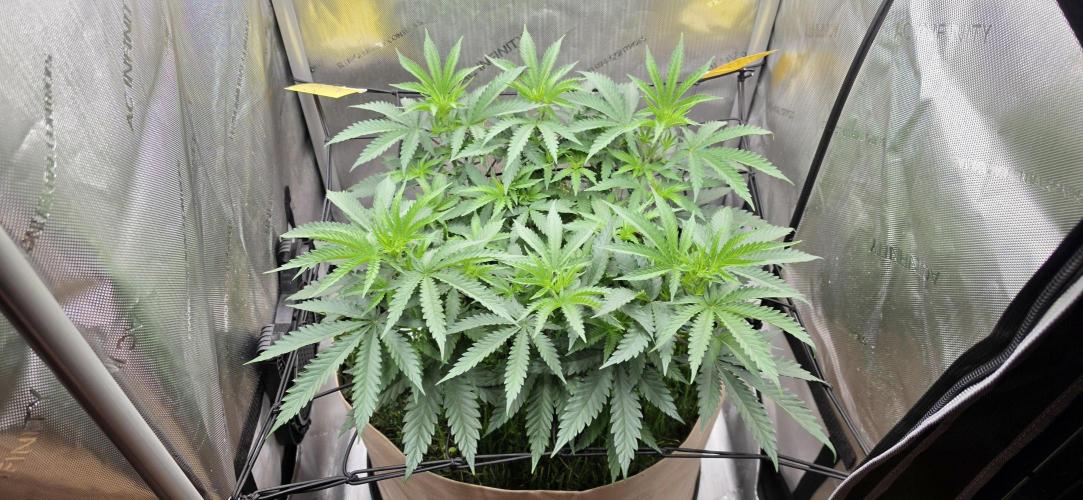 Gorilla Runtz - Living Soil. Week 5