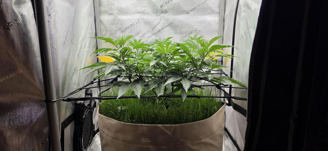 Gorilla Runtz - Living Soil. Week 5