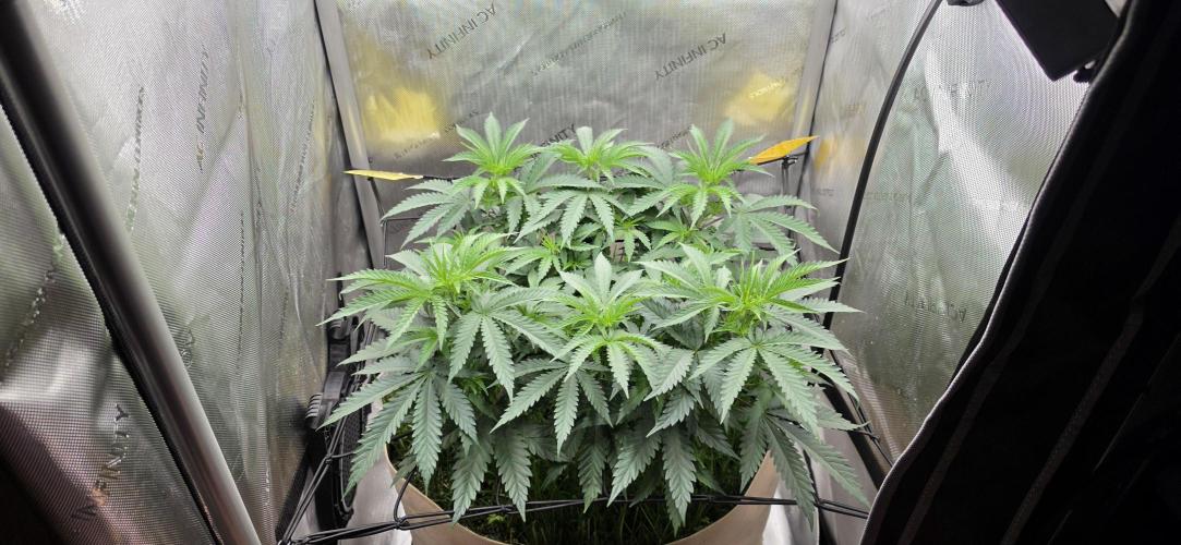 Gorilla Runtz - Living Soil. Week 5