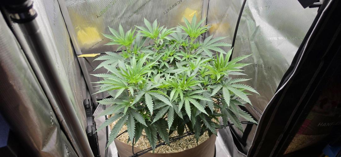 Gorilla Runtz - Living Soil. Week 5