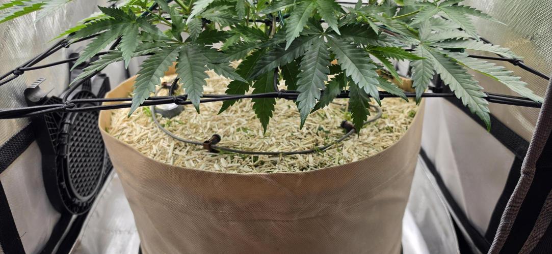 Gorilla Runtz - Living Soil. Week 5