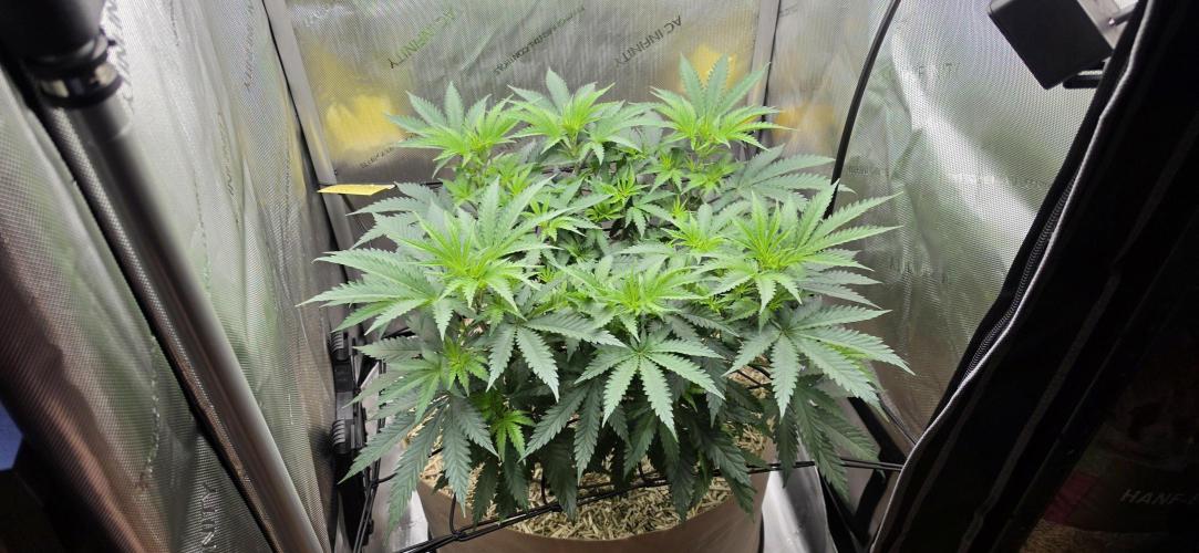 Gorilla Runtz - Living Soil. Week 5