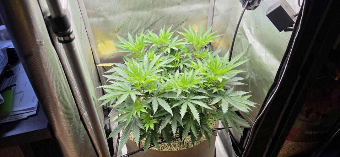 Gorilla Runtz - Living Soil. Week 5