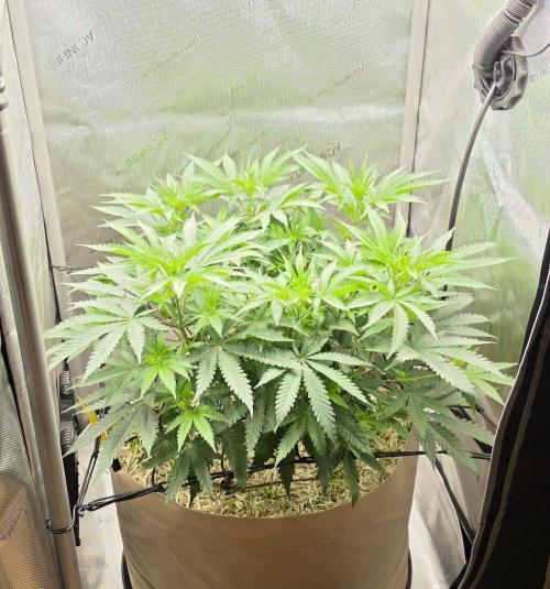 Gorilla Runtz - Living Soil. Week 5