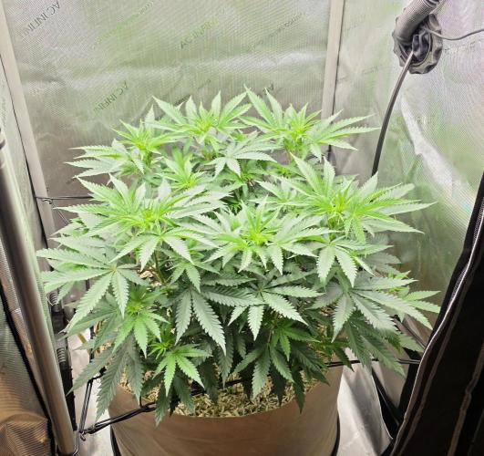 Gorilla Runtz - Living Soil. Week 5