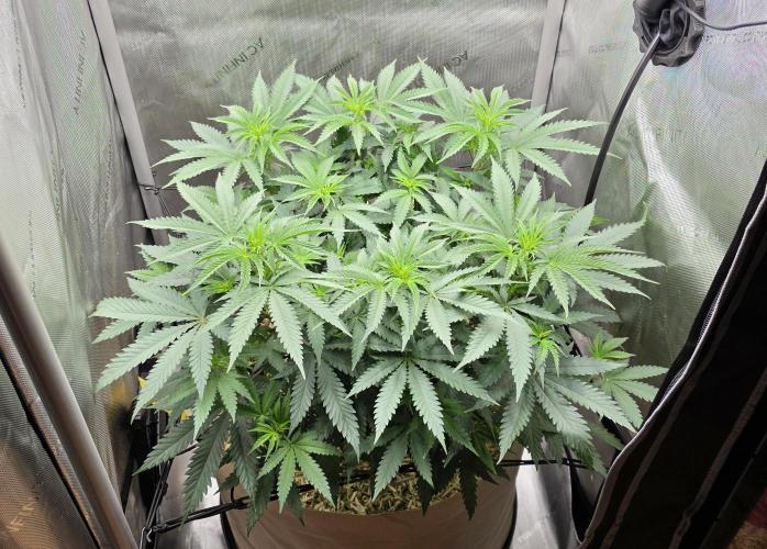 Gorilla Runtz - Living Soil. Week 5