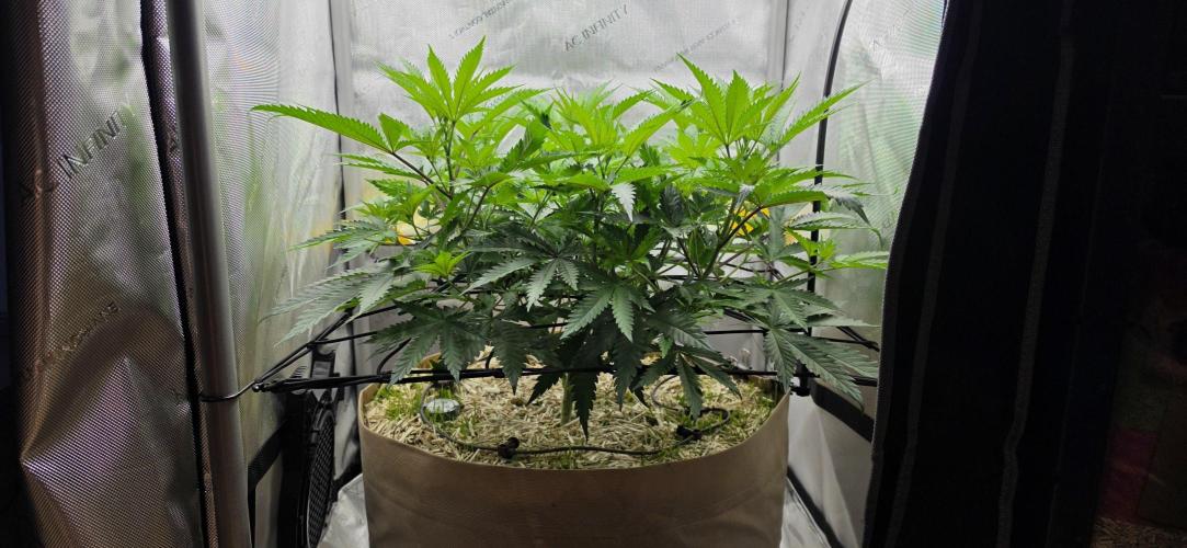 Gorilla Runtz - Living Soil. Week 6