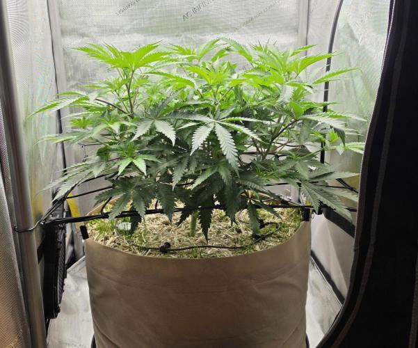 Gorilla Runtz - Living Soil. Week 6