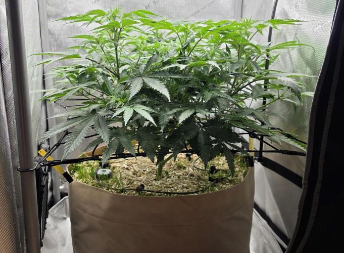 Gorilla Runtz - Living Soil. Week 6