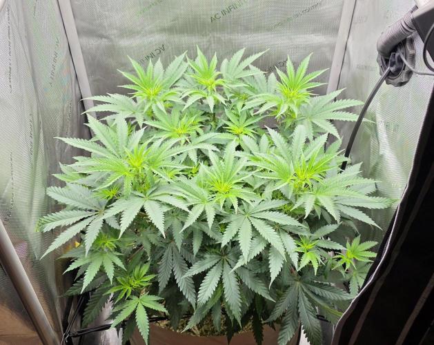 Gorilla Runtz - Living Soil. Week 6