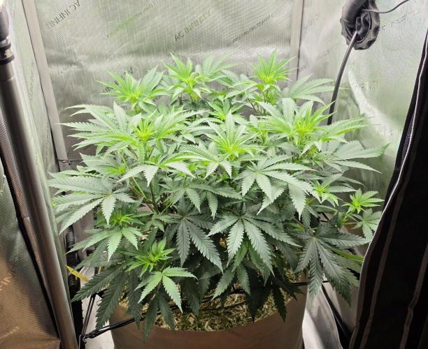 Gorilla Runtz - Living Soil. Week 6