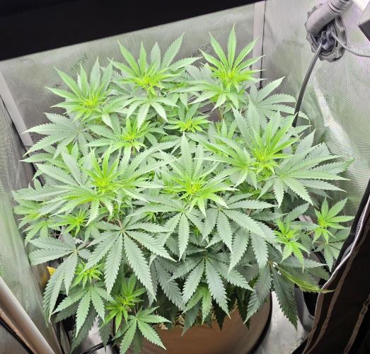 Gorilla Runtz - Living Soil. Week 6