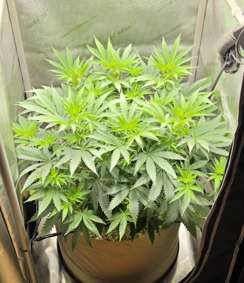Gorilla Runtz - Living Soil. Week 6