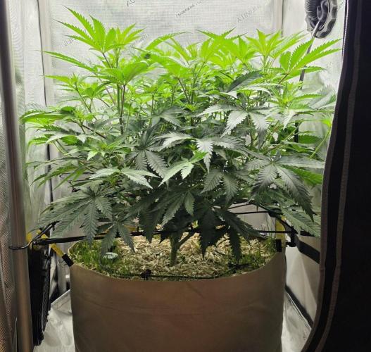 Gorilla Runtz - Living Soil. Week 6