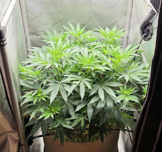 Gorilla Runtz - Living Soil. Week 7